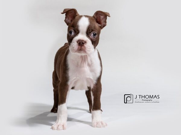 Boston Terrier-DOG-Male--17380-Petland Topeka, Kansas