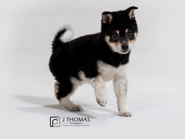 Shiba Inu DOG Male 17378 Petland Topeka, Kansas