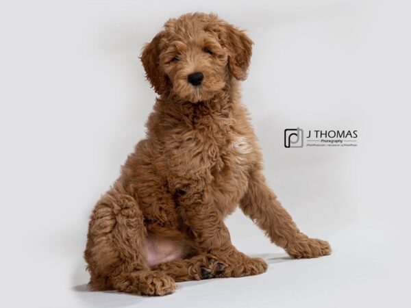 Goldendoodle (Golden Retriever/Poodle-DOG-Female--17377-Petland Topeka, Kansas