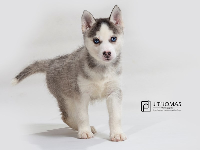 Siberian Husky-DOG-Female--2545076-Petland Topeka, Kansas
