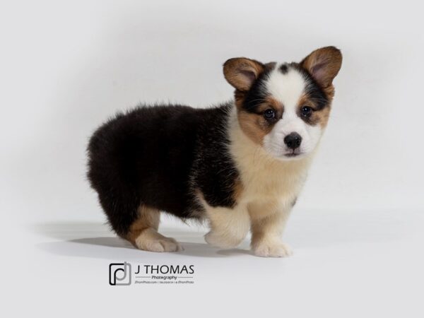 Pembroke Welsh Corgi DOG Male BLK TRI 17374 Petland Topeka, Kansas