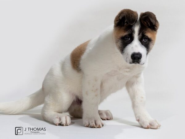 Akita-DOG-Male-Brwn & WHT PNTO-17354-Petland Topeka, Kansas