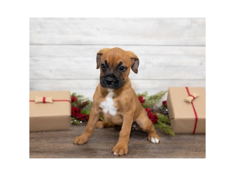 BoxerDOGFemaleFawn2551328Petland Topeka, Kansas