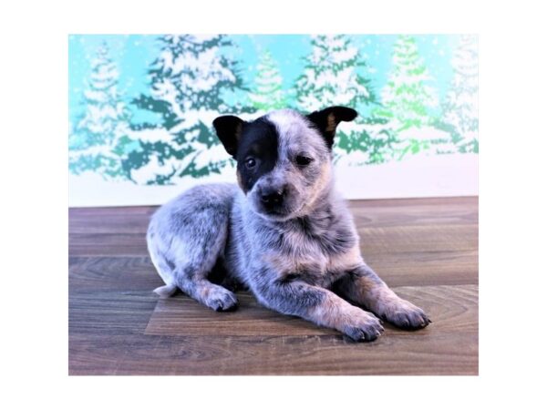 Australian Cattle Dog-DOG-Female-Blue Merle-17385-Petland Topeka, Kansas