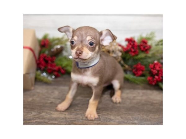 Chihuahua DOG Male Chocolate / Tan 17389 Petland Topeka, Kansas