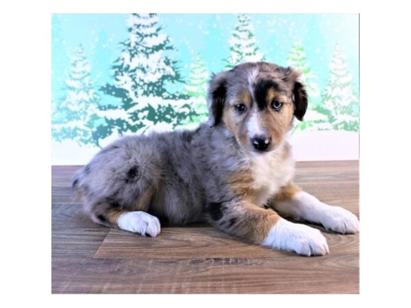 Miniature Australian Shepherd-DOG-Female-Blue Merle-17395-Petland Topeka, Kansas