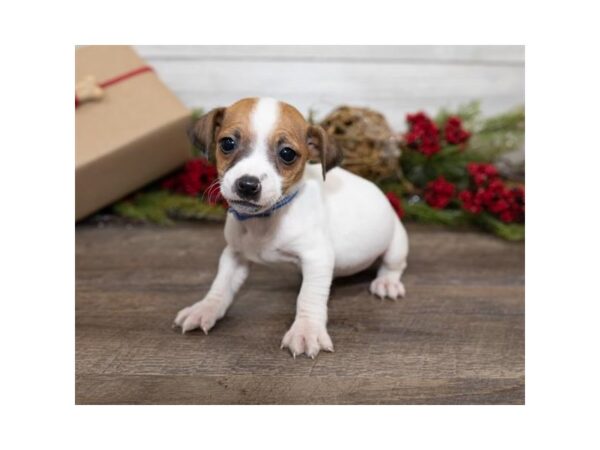 Jack Russell Terrier-DOG-Female-White-17394-Petland Topeka, Kansas