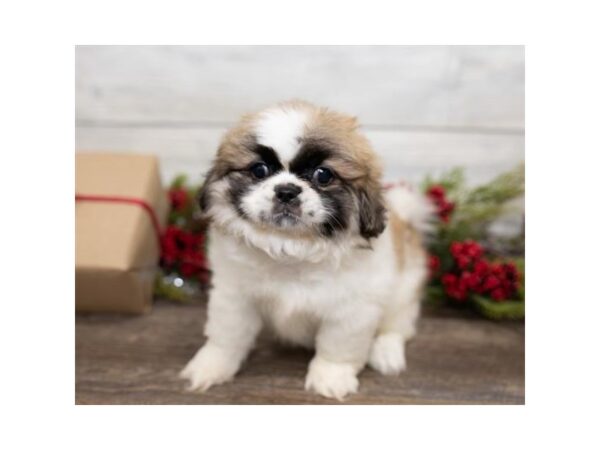 Pekingese-DOG-Female-Fawn-17392-Petland Topeka, Kansas