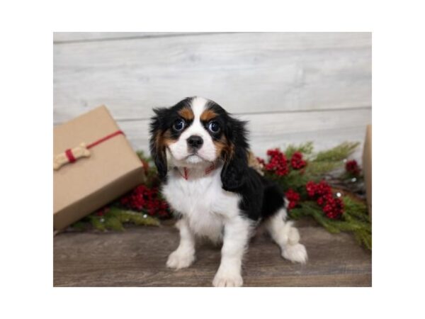 Cavalier King Charles Spaniel DOG Female Black White / Tan 17388 Petland Topeka, Kansas