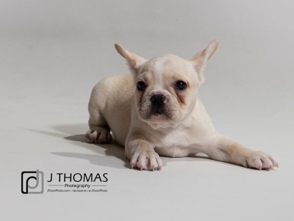 French Bulldog DOG Male 17404 Petland Topeka, Kansas