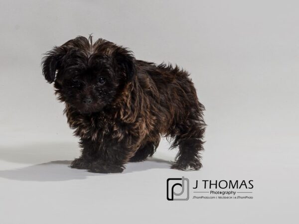 Yorkie Poo DOG Male 17403 Petland Topeka, Kansas