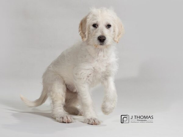 Labrador Retriever/Goldendoodle DOG Female 17402 Petland Topeka, Kansas