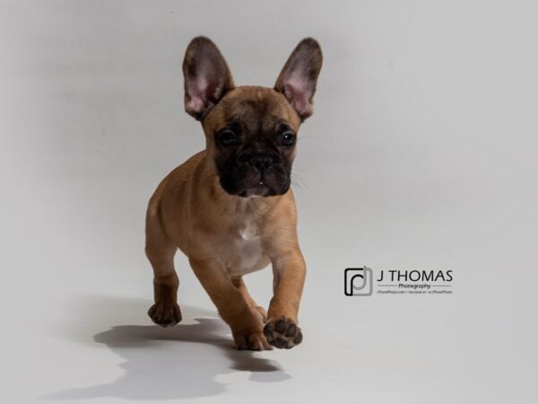 French Bulldog DOG Female 17400 Petland Topeka, Kansas