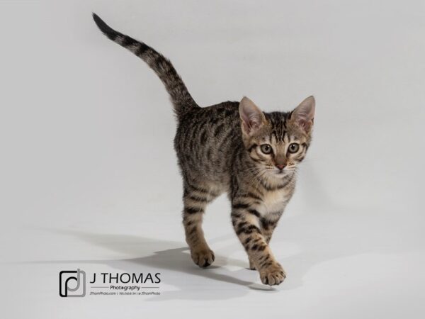 Savannah Cat-CAT-Female-Blk/Smk Spotted Tabby-17399-Petland Topeka, Kansas