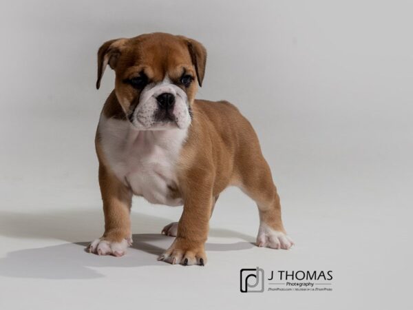 English Bulldog DOG Male Rd & Wh 17398 Petland Topeka, Kansas