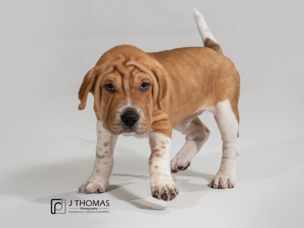 Sharpei/Beagle DOG Male 17396 Petland Topeka, Kansas