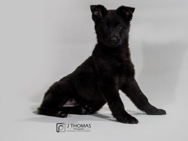 German Shepherd DOG Female BLK 17384 Petland Topeka, Kansas