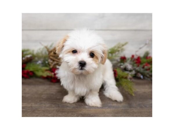 Morkie DOG Female Gold 17415 Petland Topeka, Kansas