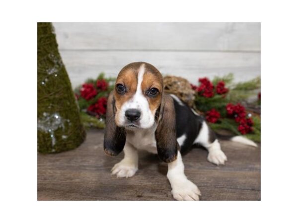 Basset Hound DOG Female Black White / Tan 17408 Petland Topeka, Kansas