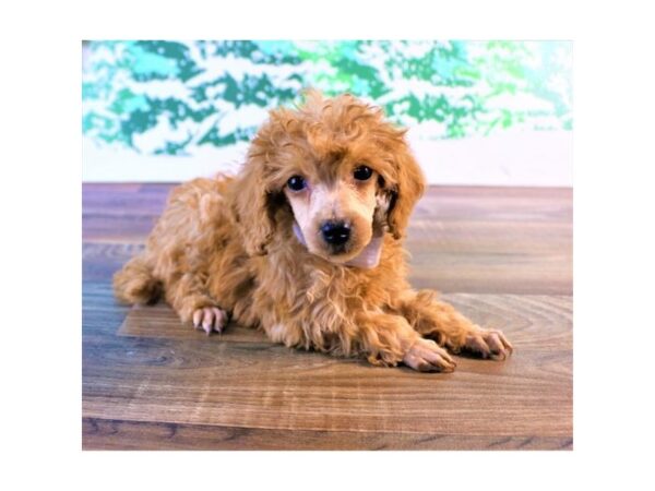 Poodle Mini DOG Female Red 17413 Petland Topeka, Kansas