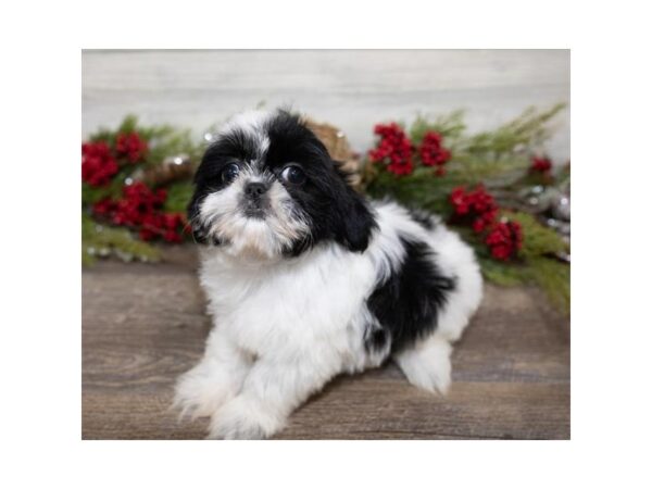 Shih Tzu DOG Female Black / White 17412 Petland Topeka, Kansas