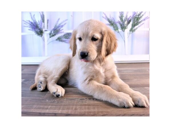 Golden Retriever DOG Female Golden 17410 Petland Topeka, Kansas