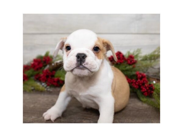 Bulldog DOG Female Fawn 17409 Petland Topeka, Kansas