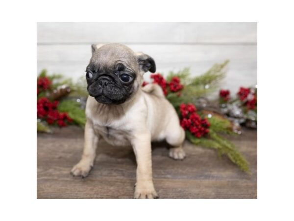 Pug-DOG-Female-Fawn-17411-Petland Topeka, Kansas