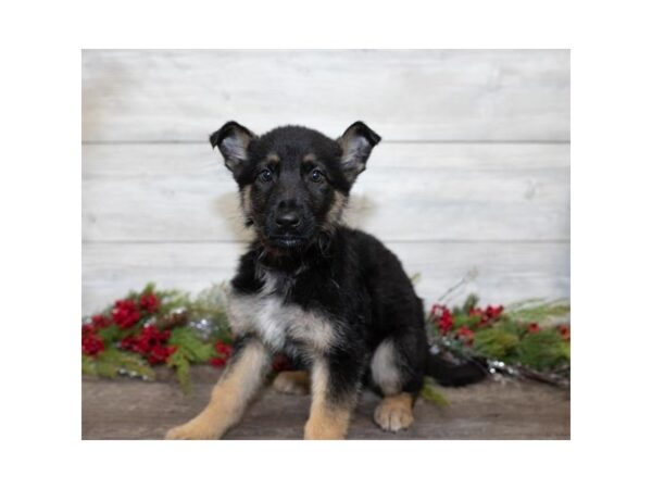 German Shepherd Dog DOG Male Black / Tan 17414 Petland Topeka, Kansas