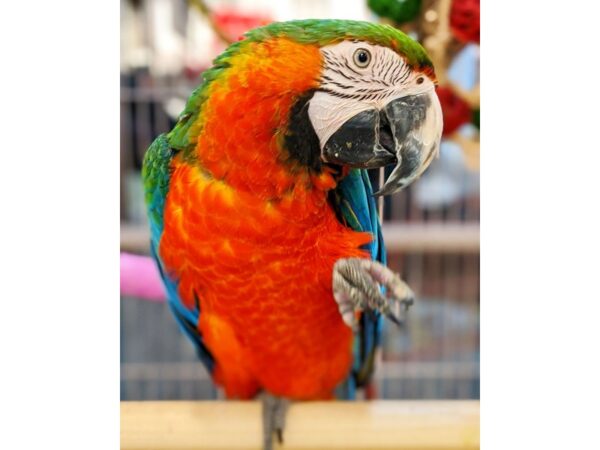 Catalina Macaw-BIRD-Male--17407-Petland Topeka, Kansas