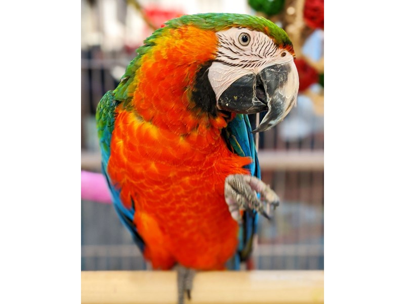 Catalina Macaw-BIRD-Male--2558418-Petland Topeka, Kansas