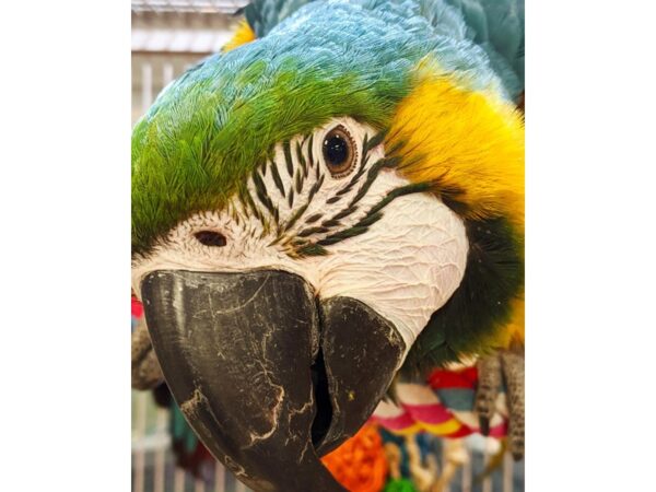Harlequin Macaw-BIRD-Male--17406-Petland Topeka, Kansas