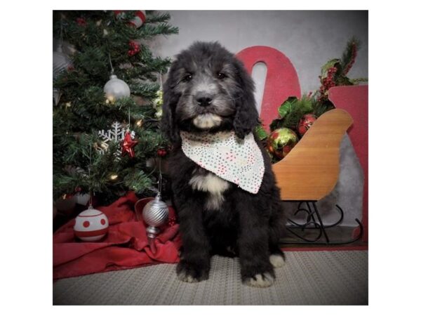 Bernardadoodle DOG Male Silver 17421 Petland Topeka, Kansas