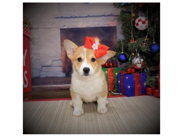 Pembroke Welsh Corgi DOG Female Red 17420 Petland Topeka, Kansas