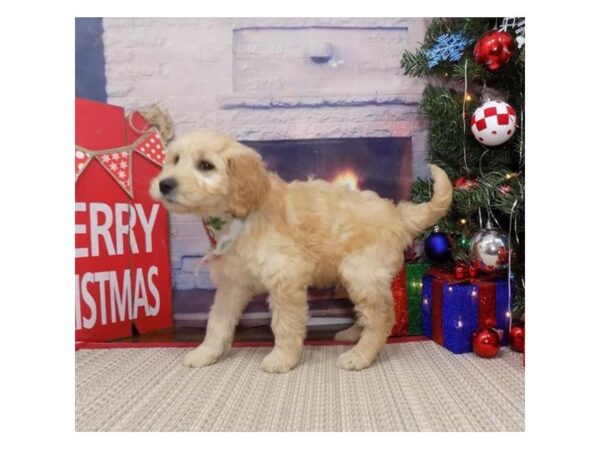 Goldendoodle DOG Male Golden 17422 Petland Topeka, Kansas