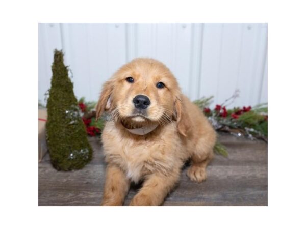 Golden Retriever DOG Male Golden 17439 Petland Topeka, Kansas