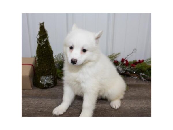 American Eskimo Dog DOG Female White 17436 Petland Topeka, Kansas