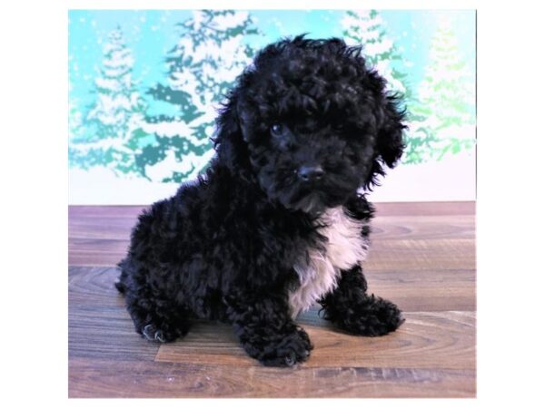 Poodle DOG Female Black 17442 Petland Topeka, Kansas