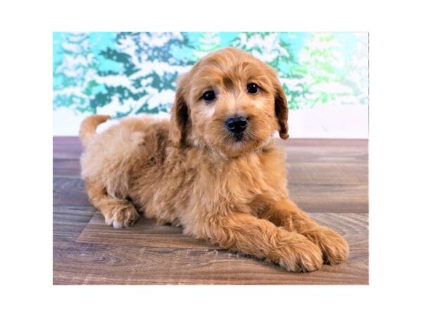 Goldendoodle Mini-DOG-Female-Red-17445-Petland Topeka, Kansas