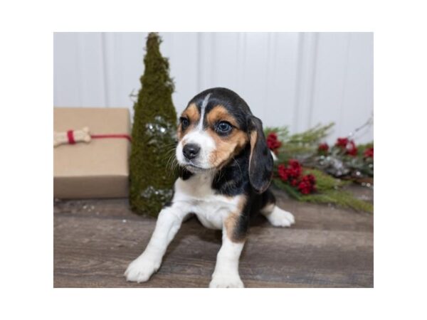 Beagle DOG Female Black White / Tan 17437 Petland Topeka, Kansas