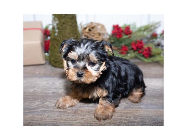 Yorkshire Terrier-DOG-Female-Black / Tan-17444-Petland Topeka, Kansas