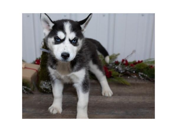 Siberian Husky DOG Female Black / White 17443 Petland Topeka, Kansas