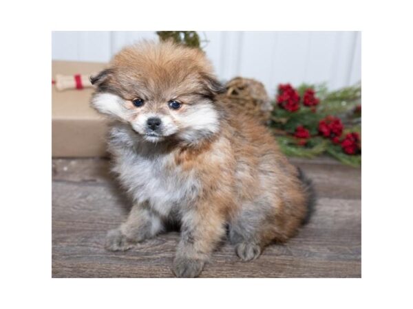 Pomeranian-DOG-Female-Red Sable-17441-Petland Topeka, Kansas