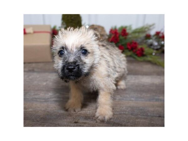 Cairn Terrier DOG Female Wheaten 17438 Petland Topeka, Kansas