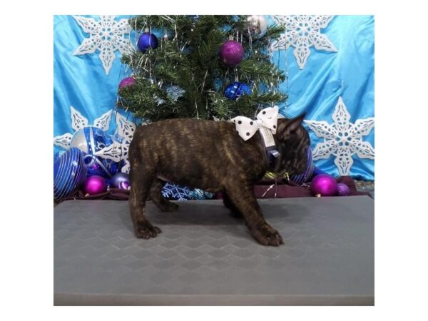 French Bulldog DOG Female Brindle 17446 Petland Topeka, Kansas