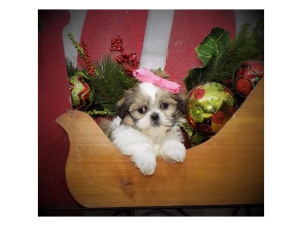 Shih Tzu-DOG-Female-Gold / White-17447-Petland Topeka, Kansas