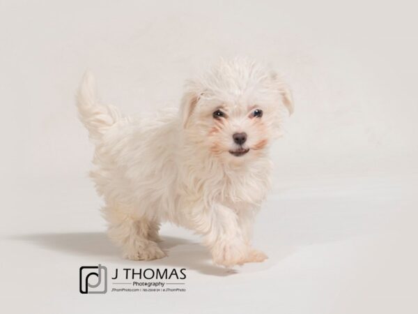 Maltese DOG Female White 17440 Petland Topeka, Kansas