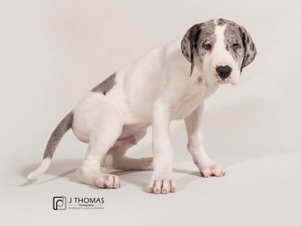 Great Dane DOG Male 17434 Petland Topeka, Kansas