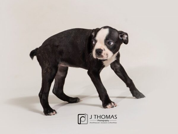 Boston Terrier DOG Female 17433 Petland Topeka, Kansas