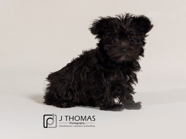 Toy Poodle / Yorkshire Terrier DOG Female 17431 Petland Topeka, Kansas